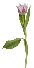 Obraz premium Side view of single ruffled pink /white tulip, isolated cutout on transparent background.
