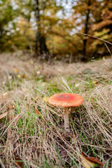 A mushroom in the woods