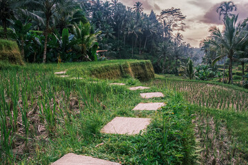 Tegallalang rice terraces in Ubud on the island of Bali in Indonesia. Picturesque cascading rice fields with palm trees in the background. Nature, sights of Bali. path leading forward