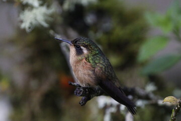 Adelomyia melanogenys. Un hermoso colibrí de Manizales, Caldas, Colombia