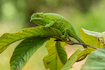 Lesser Chameleon - Furcifer minor, beautiful colored chameleon endemic in forests of Madagascar. 