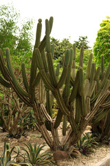 A Cactus in Nature 