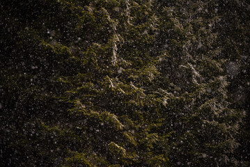 Falling snow between pine trees during heavy snowfall in winter dense forest on cold 
