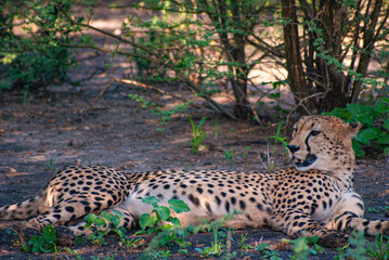 Cheetah