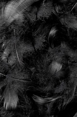 background of black feathers
