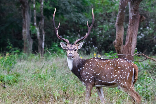 spotted deer or chital or axis deer standing in a forest