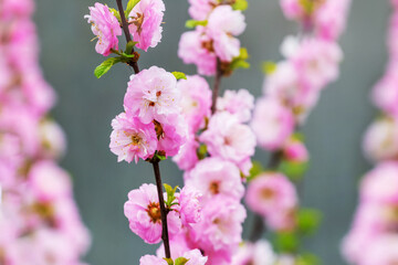 Sakura flowering. Large lush sakura flowers on a tree on a dark background in sunny weather