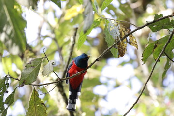 Trogón Personatus. Los colores de este pájaro son majestuosos