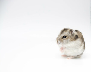 Hamster sirio sobre fondo blanco. Copy space. 
