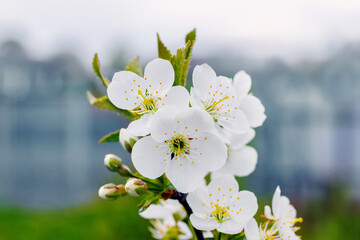 A branch of cherry with white flowers near the river on a blurred background