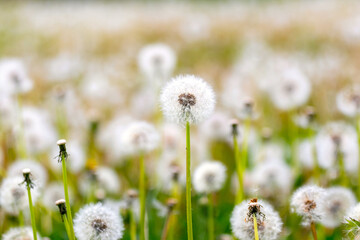 White dandelions in spring in a meadow. Spring background