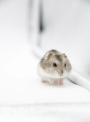 Fototapeta na wymiar Hamster sirio sobre fondo blanco. Copy space. 