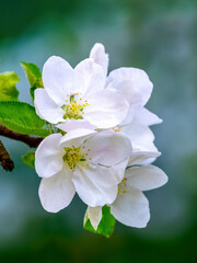 A branch of an apple tree with flowers on a green blurred background