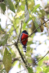 Trogón Personatus. Los colores de este pájaro son majestuosos
