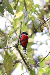 Trogón Personatus. Los colores de este pájaro son majestuosos