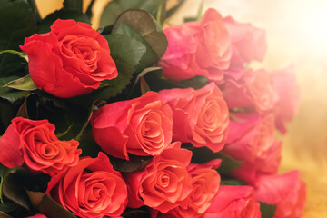 Red roses. A bouquet of red roses for congratulating on the holiday