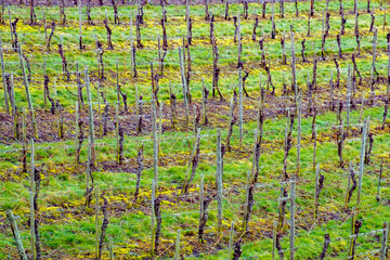 moselle vineyard in spring time with growing vine
