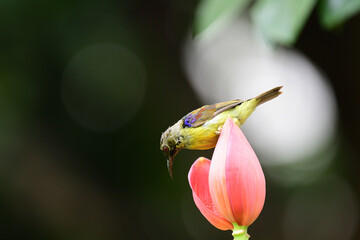 Brown - throated Sunbird