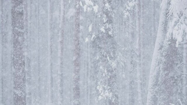 Beautiful Winter Snowy Coniferous Forest During Snowy Snowstorm Day. Snow Is Coming Up. Stranger Things. Closeup Snowfall View.