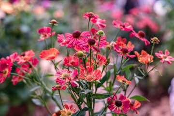 Fototapeta premium Bunch of Helenium autumnale flowers shot from above