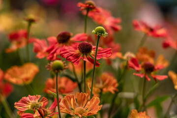 Bunch of Helenium autumnale flowers shot from above
