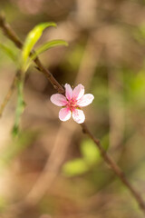 Peach blossom blooms on Vietnamese Lunar New Year