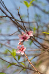 Peach blossom blooms on Vietnamese Lunar New Year