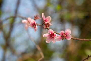 Fototapeta na wymiar Peach blossom blooms on Vietnamese Lunar New Year