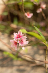 Peach blossom blooms on Vietnamese Lunar New Year
