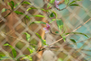 Peach blossom blooms on Vietnamese Lunar New Year