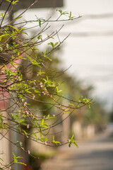 Peach blossom blooms on Vietnamese Lunar New Year