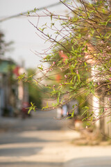 Peach blossom blooms on Vietnamese Lunar New Year