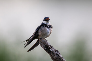 Hirundo albigularis - White-throated swallow - Hirondelle à gorge blanche © Thomas