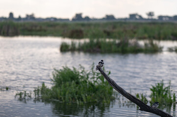 Hirundo albigularis - White-throated swallow - Hirondelle à gorge blanche © Thomas