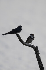 Hirundo albigularis - White-throated swallow - Hirondelle à gorge blanche © Thomas