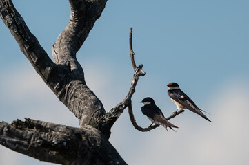 Hirundo albigularis - White-throated swallow - Hirondelle à gorge blanche © Thomas