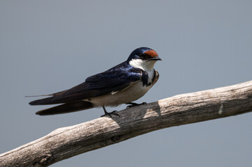 Hirundo albigularis - White-throated swallow - Hirondelle à gorge blanche © Thomas