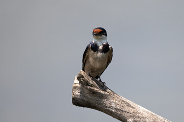 Hirundo albigularis - White-throated swallow - Hirondelle à gorge blanche © Thomas