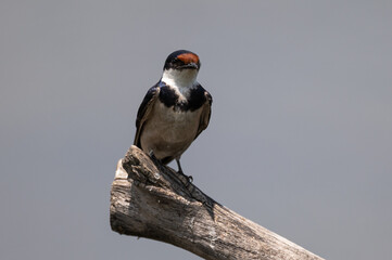 Hirundo albigularis - White-throated swallow - Hirondelle à gorge blanche © Thomas