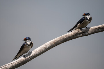 Hirundo albigularis - White-throated swallow - Hirondelle à gorge blanche © Thomas