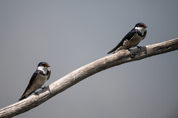 Hirundo albigularis - White-throated swallow - Hirondelle à gorge blanche