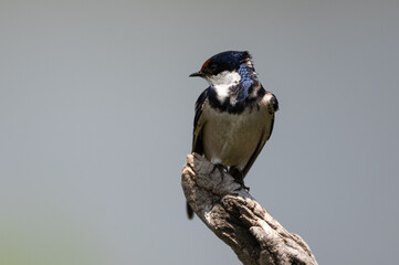 Hirundo albigularis - White-throated swallow - Hirondelle à gorge blanche © Thomas