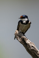 Hirundo albigularis - White-throated swallow - Hirondelle à gorge blanche © Thomas