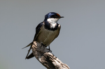 Hirundo albigularis - White-throated swallow - Hirondelle à gorge blanche