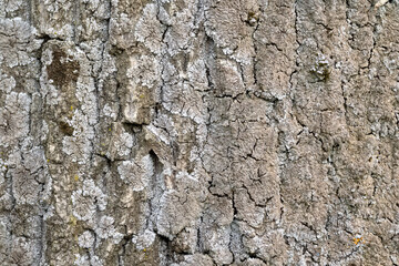 Poplar bark coverd by lichen macro image