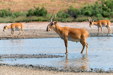 Saiga antelope or Saiga tatarica stands in steppe near waterhole