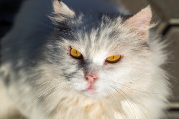 Naklejka na ściany i meble stray beautiful white cat outdoors. Animals, pets, pet food concept. homeless animal