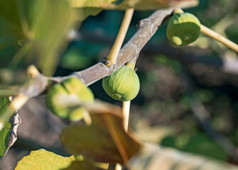green fig fruits on a branch in a spring garden. Fig tree. - 556723263