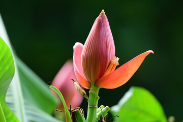 Pink flowering banana
