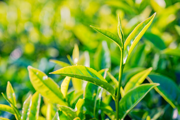 Close-up photograph of tender fresh tea bud and leaves